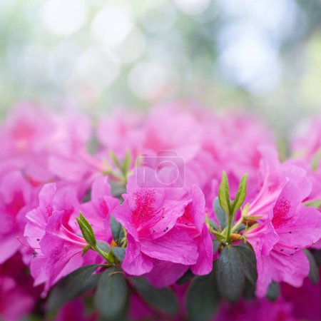 Photo for Spring azalea flowers. Art abstract natural backgrounds - Royalty Free Image