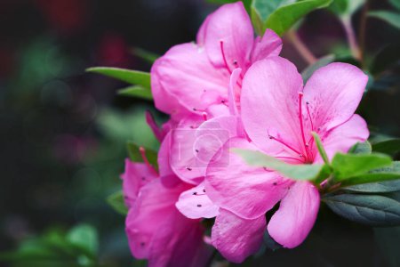 Téléchargez les photos : Fleurs d'azalée printanières. Art abstrait milieux naturels - en image libre de droit