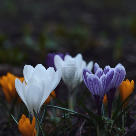 Téléchargez les photos : Fleurs de crocus printanières. Art abstrait milieux naturels - en image libre de droit