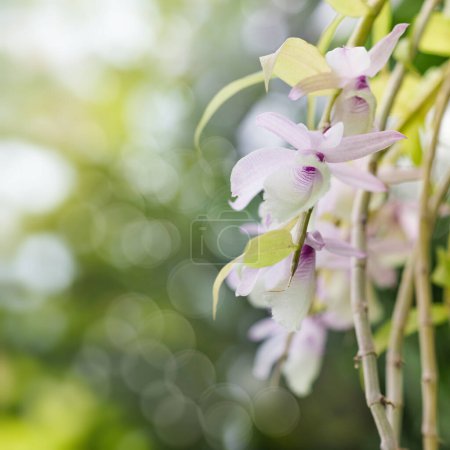 Photo for Orchid flowers over blurred natural backgrounds - Royalty Free Image