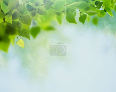 Photo for Summer backgrounds with birch foliage over blurred backgrounds - Royalty Free Image