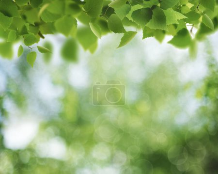 Photo for Summer backgrounds with birch foliage over blurred backgrounds - Royalty Free Image