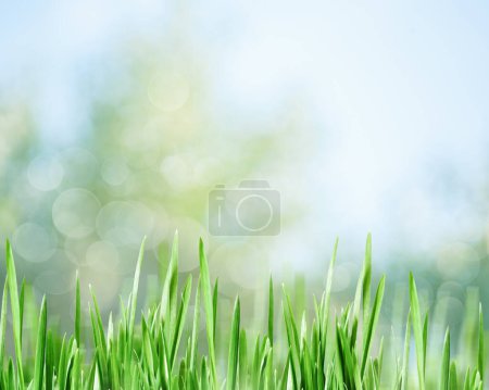 Photo for Summer backgrounds with green grass over blurred backgrounds - Royalty Free Image