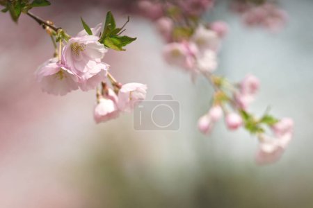 Foto de Hermosas flores Sakura. Fondos naturales de primavera - Imagen libre de derechos