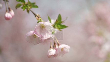Téléchargez les photos : De belles fleurs Sakura. Printemps milieux naturels - en image libre de droit