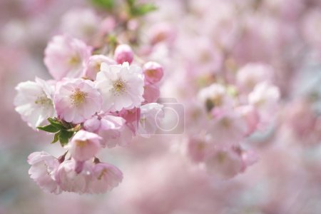 Photo for Beautiful Sakura flowers. Spring natural backgrounds - Royalty Free Image