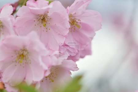 Téléchargez les photos : De belles fleurs Sakura. Printemps milieux naturels - en image libre de droit