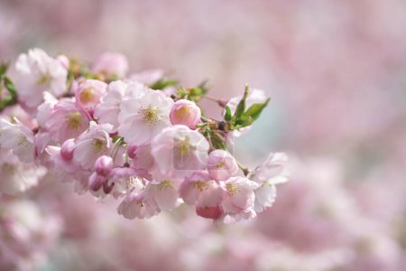 Foto de Hermosas flores Sakura. Fondos naturales de primavera - Imagen libre de derechos