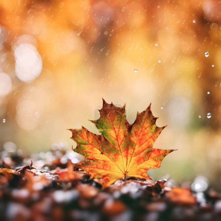 Téléchargez les photos : Abstrait fond d'automne avec feuille d'érable, fonds d'écran saisonniers - en image libre de droit