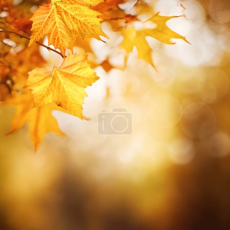 Photo for Abstract fall background with maple leaf, seasonal wallpapers - Royalty Free Image