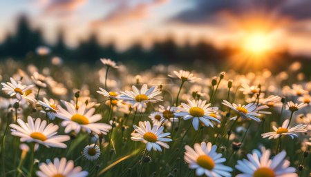 Téléchargez les photos : Été, Fleurs de camomille sur la prairie d'été, milieux naturels - en image libre de droit