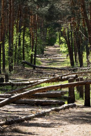 Ukraine. Route forestière à la périphérie de Kiev. Des décombres d'arbres coupés pour protéger la ville des équipements ennemis