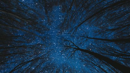 Foto de Un cielo nocturno en el bosque con estrellas y luna - Imagen libre de derechos