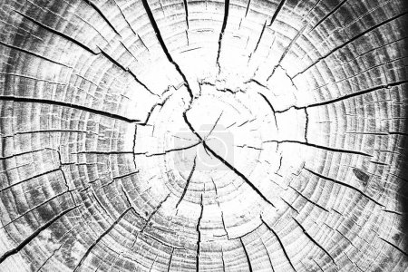 Photo for Background of a wooden stump - Royalty Free Image