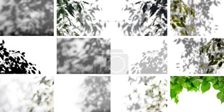 Téléchargez les photos : Un arbre d'ombre avec des feuilles sur un fond gris. image abstraite - en image libre de droit