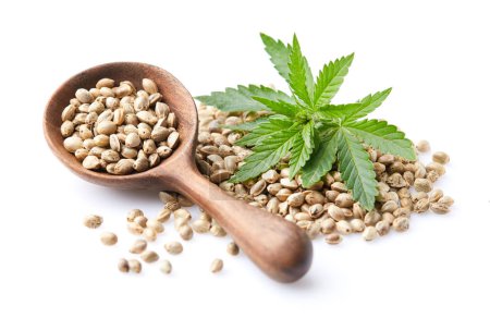 Photo for Hemp seeds with cannabis plant in closeup - Royalty Free Image