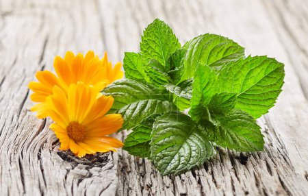 Photo for Mint leaves with calendula petals on old wooden board - Royalty Free Image