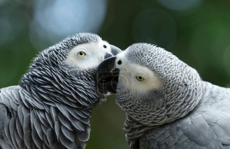 Foto de Pájaro loro sentado en la percha - Imagen libre de derechos