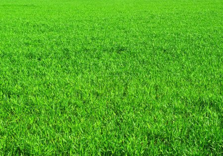 Foto de Textura de hierba verde de un campo - Imagen libre de derechos