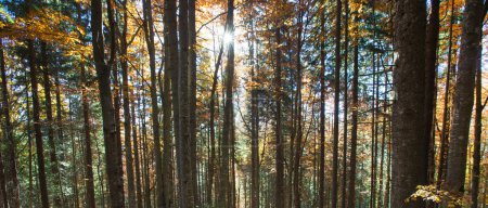 Téléchargez les photos : Forêt d'automne par temps ensoleillé - en image libre de droit