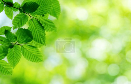Photo for Green leaves background in sunny day - Royalty Free Image