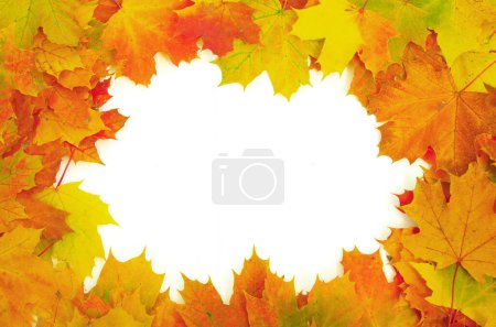 Photo for Frame with colored autumn maple leaves - white background - Royalty Free Image