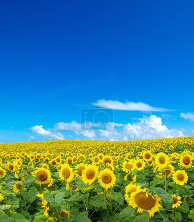 Téléchargez les photos : Champ de tournesol avec ciel bleu nuageux - en image libre de droit