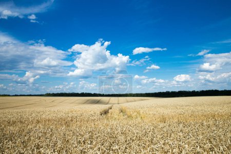 Photo for Golden wheat field and sunny day - Royalty Free Image