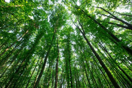 Foto de Árboles forestales. naturaleza madera verde luz del sol fondos - Imagen libre de derechos