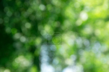 Photo for Green bokeh background and sunlight - Royalty Free Image