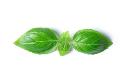 Photo for Green basil leaves isolated on white background - Royalty Free Image