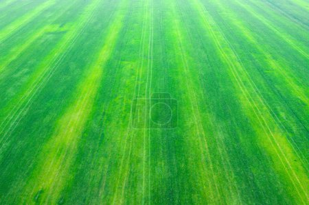 Téléchargez les photos : Texture d'herbe d'un champ - en image libre de droit
