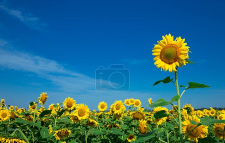 Photo for Yellow sunflower over blue sky - Royalty Free Image