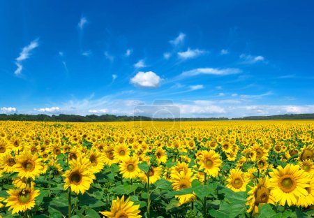 Photo for Sunflower field with cloudy blue sky - Royalty Free Image