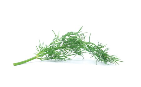Photo for Fresh dill on white backgroun - Royalty Free Image