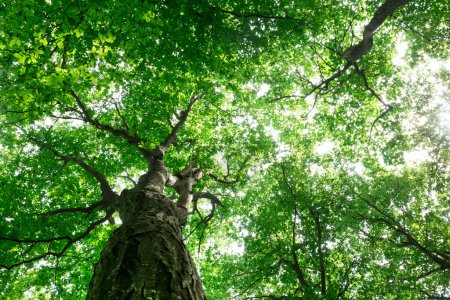 Téléchargez les photos : Des arbres forestiers. nature vert bois lumière du soleil milieux - en image libre de droit