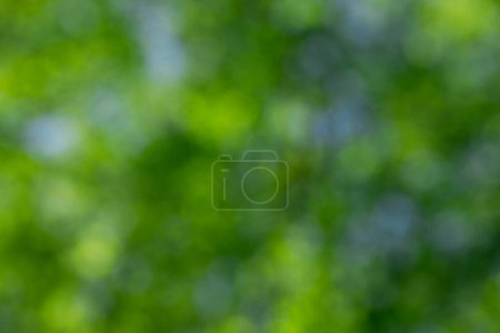 Photo for Green bokeh background and sunlight - Royalty Free Image