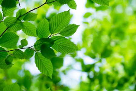 Photo for Green leaves on the green backgrounds - Royalty Free Image