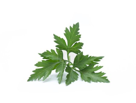 Photo for Fresh parsley leaf.  Parsley leaf isolated on white. - Royalty Free Image