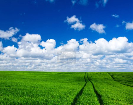 Photo for Field of grass and perfect sky - Royalty Free Image