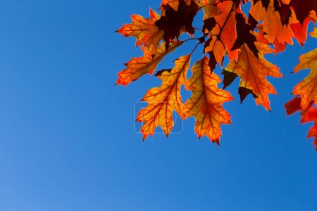 Photo for Autumn leaves. Colorful foliage in the park. Fall season concept. maple leaves with blurry blue background. - Royalty Free Image