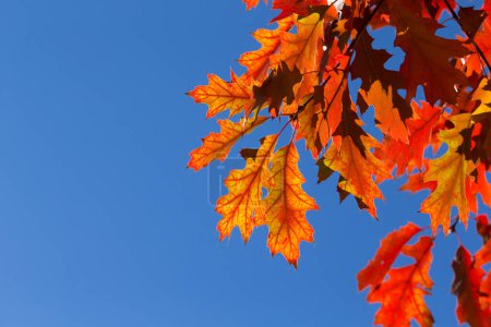 Photo for Autumn leaves on sunny day - Royalty Free Image