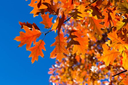 Photo for Autumn leaves on sunny day - Royalty Free Image