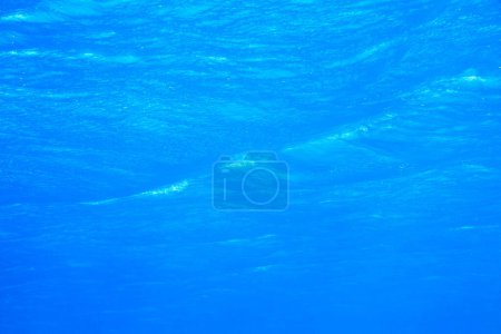 Photo for Tranquil underwater scene with copy space - Royalty Free Image