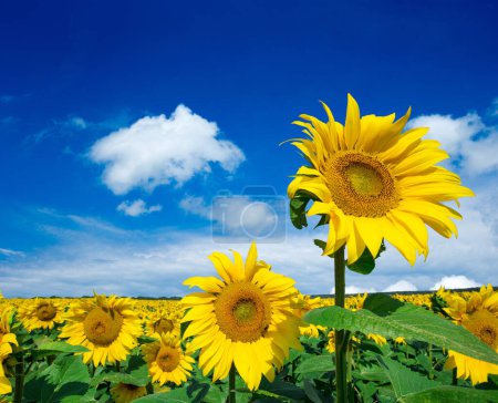 Photo for Sunflower field with cloudy blue sky - Royalty Free Image