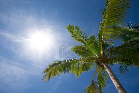 Photo for Palm trees against blue sky, Palm trees at tropical coast - Royalty Free Image