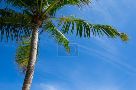 Photo for Palm trees against blue sky, Palm trees at tropical coast - Royalty Free Image