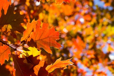 Photo for Autumn leaves. Colorful foliage in the park. Fall season concept. maple leaves with blurry blue background. - Royalty Free Image