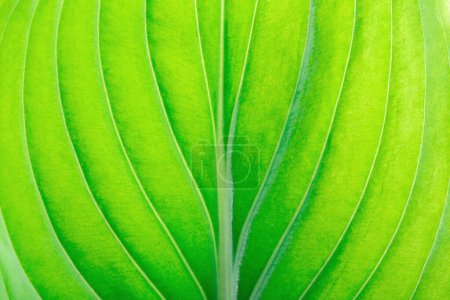 Photo for Texture of a green leaf as background - Royalty Free Image