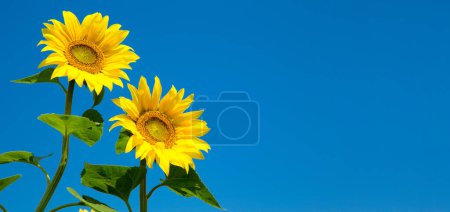 Photo for Sunflower over cloudy blue sky - Royalty Free Image